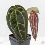 Anthurium Zara '29' × (Michelle® x Zara '28') byDocBlock® (wk26-D) - Image 3