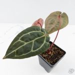 Anthurium Zara '29' × (Michelle® x Zara '28') byDocBlock® (wk26-D) - Image 4