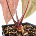 Anthurium Zara '29' × (Michelle® x Zara '28') byDocBlock® (wk26-D) - Image 6