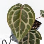 Anthurium Zara '31' x Tortoise Shell Grey '36' by DocBlock® (wk27-J) - Image 3