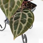 Anthurium Zara '31' x Tortoise Shell Grey '36' by DocBlock® (wk27-J) - Image 4