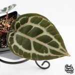 Anthurium Zara '31' x Tortoise Shell Grey '36' by DocBlock® (wk27-J) - Image 5