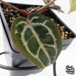 Anthurium Zara '31' x Tortoise Shell Grey '36' by DocBlock® (wk27-J) - Image 6