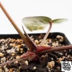 Anthurium Zara '31' x Tortoise Shell Grey '36' by DocBlock® (wk27-J) - Image 7