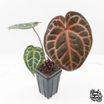 Anthurium Zara '31' x Zara '14' by DocBlock® (wk25-J) - Image 3