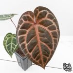 Anthurium Zara '31' x Zara '14' by DocBlock® (wk25-J)
