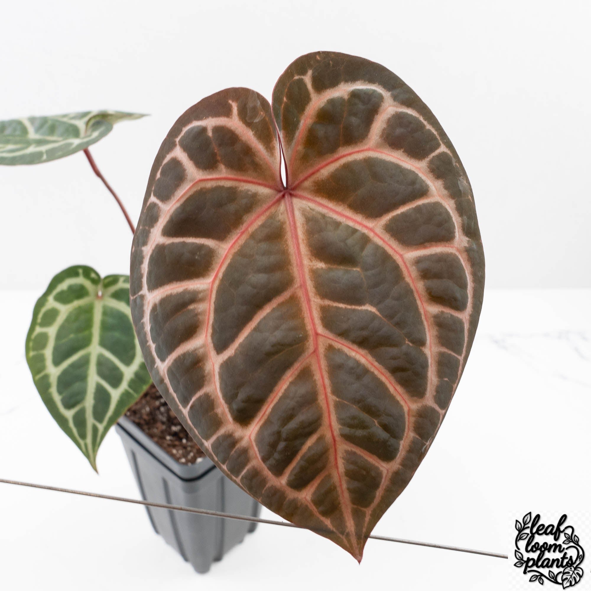 Zara31xZara14-25J-3-2.jpg Anthurium Zara '31' x Zara '14' by DocBlock® (wk25-J) - Image 1