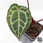 Anthurium Zara '31' x Zara '14' by DocBlock® (wk25-J) - Image 4