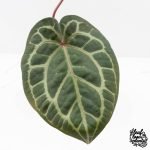Anthurium Zara '31' x Zara '14' by DocBlock® (wk25-J) - Image 5