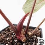 Anthurium Zara '31' x Zara '14' by DocBlock® (wk25-J) - Image 6