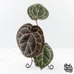 Anthurium Zara '31' x Zara '14' by DocBlock® (wk27-L) - Image 2