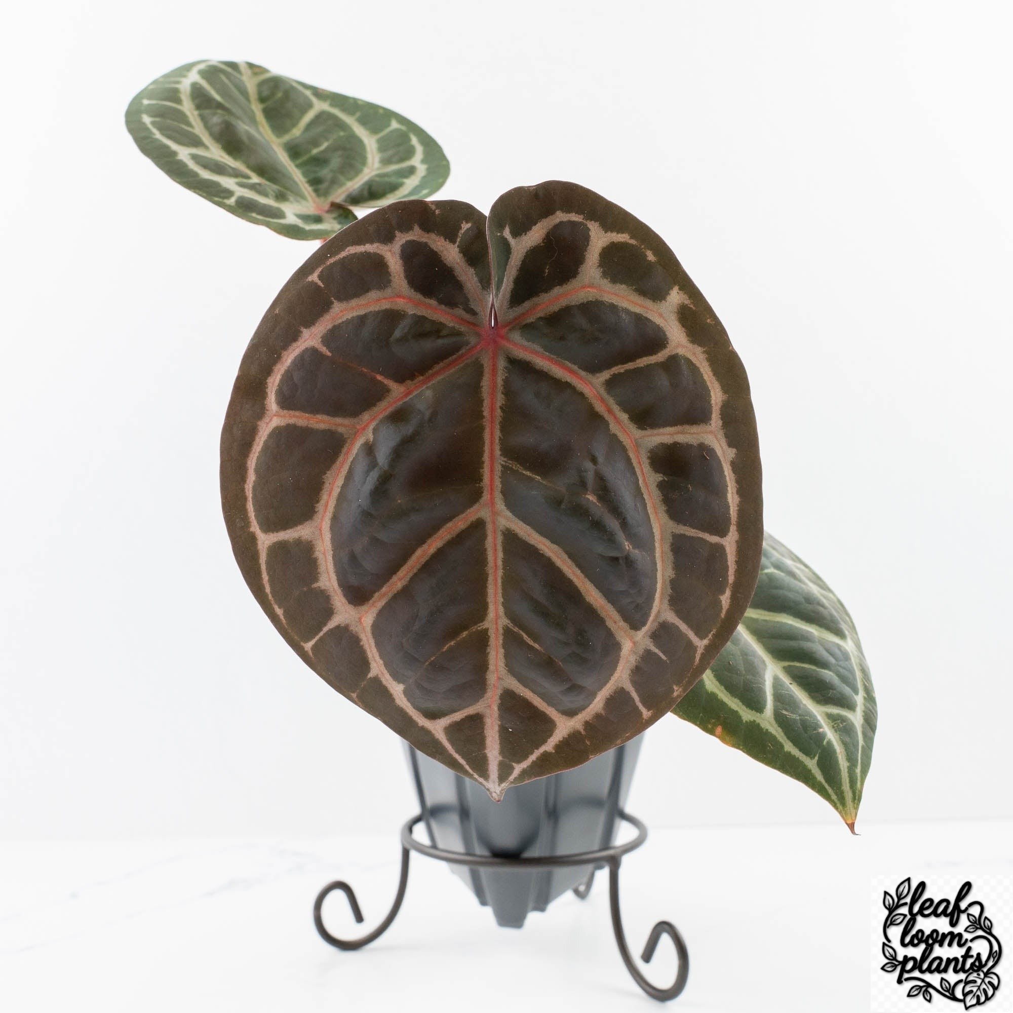 Zara31xZara14-27L-3-2.jpg Clean Anthurium Zara '31' x Zara '14' by DocBlock® (wk27-L) - Image 1