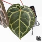 Anthurium Zara '31' x Zara '14' by DocBlock® (wk27-L) - Image 4