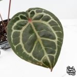 Anthurium Zara '31' x Zara '14' by DocBlock® (wk27-L) - Image 5