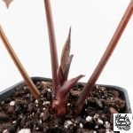 Anthurium Zara '31' x Zara '14' by DocBlock® (wk27-L) - Image 6