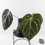 Anthurium DocBlock F2 x Carlablackiae by DocBlock® (wk28-F) - Image 3