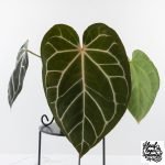 Anthurium DocBlock F2 x Carlablackiae by DocBlock® (wk28-F)