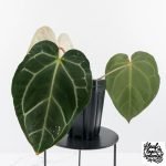 Anthurium DocBlock F2 x Carlablackiae by DocBlock® (wk28-F) - Image 4