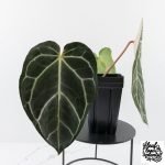 Anthurium DocBlock F2 x Carlablackiae by DocBlock® (wk28-F) - Image 5