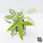 Pachira Glabra (Money Tree) albo variegated Seed-Grown Non-Grafted *Grower's Choice*