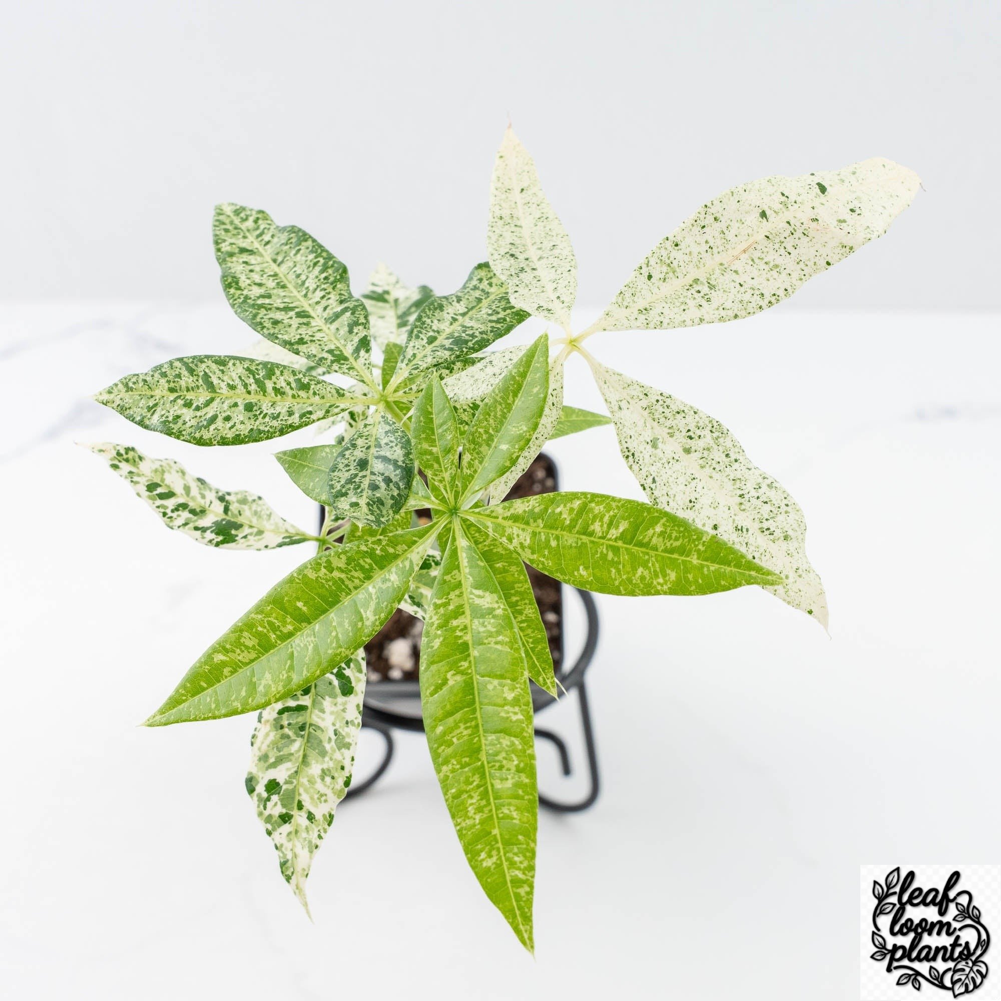 grower_schoicemoneytree-3-2.jpg Clean Pachira Glabra (Money Tree) albo variegated Seed-Grown Non-Grafted *Grower's Choice* - Image 1