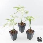 Pachira Glabra (Money Tree) albo variegated Seed-Grown Non-Grafted *Grower's Choice* - Image 3