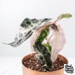 Alocasia 'Polly Pink Snowflake' variegated *Grower's Choice* - Image 3
