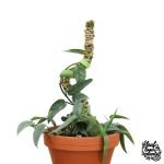 Mossify® Bendable Moss Pole™ THIN - 3 Pack - Image 6