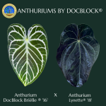 Anthurium DocBlock Brielle '16' x Lynette '18' by DocBlock *Grower's Choice*