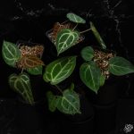 Anthurium DocBlock Brielle '16' x Lynette '18' by DocBlock *Grower's Choice* - Image 2