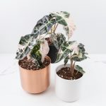 Alocasia 'Polly Pink Snowflake' variegated *Grower's Choice* - Image 2