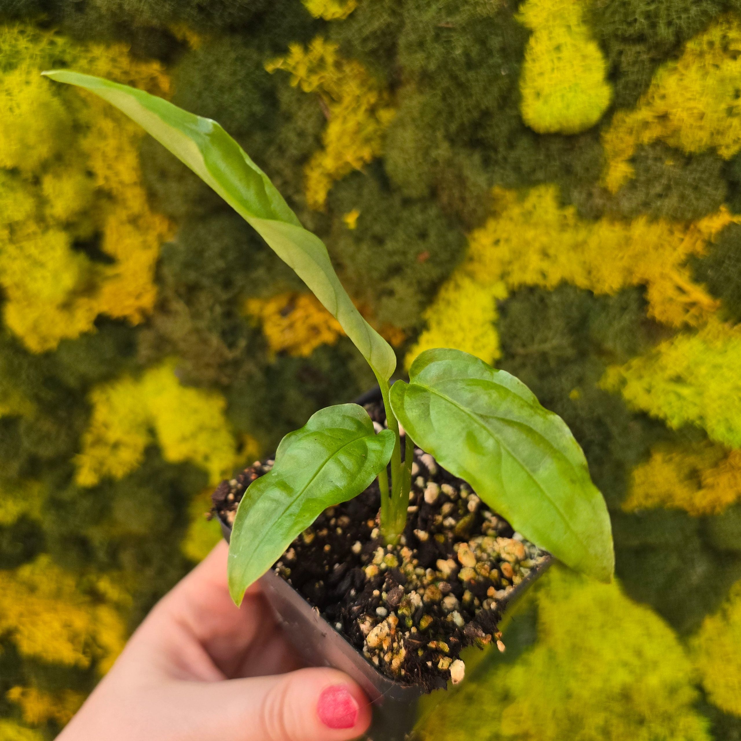 20241227_154933_626acb09-d399-48e5-a7f4-9aa427c6e9e9-3.jpg Monstera Obliqua 'Amazonas' *Grower's Choice* - Image 1