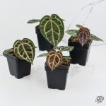 Anthurium Michelle Hot Pink '23' x Zara '14' by DocBlock® *Grower's Choice* - Image 3