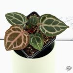Anthurium Michelle Hot Pink '23' x Zara '14' by DocBlock® *Grower's Choice*