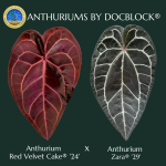 Anthurium DocBlock Red Velvet Cake '24' x Zara '29' by DocBlock® *Grower's Choice* - Image 2