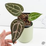 Anthurium Purple Rain '27' x Red Velvet Cake '24' by DocBlock® *Grower's Choice*