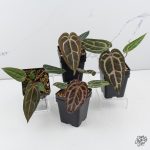 Anthurium Purple Rain '27' x Red Velvet Cake '24' by DocBlock® *Grower's Choice* - Image 3