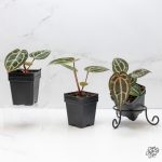 Anthurium Zara '29' x (Michelle DocBlock Zara) '28' *Grower's Choice* - Image 3