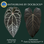 Anthurium Zara '29' x Dark & Handsome '9' by DocBlock® *Grower's Choice* - Image 4