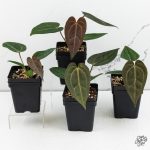 Anthurium Zara '29' x Dark & Handsome '9' by DocBlock® *Grower's Choice* - Image 3