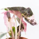 Alocasia 'Polly Pink Snowflake' variegated *Grower's Choice* - Image 4