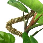 Mossify® Bendable Moss Pole™ THIN - 3 Pack - Image 5