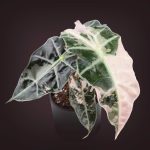 Alocasia 'Polly Pink Snowflake' variegated *Grower's Choice*