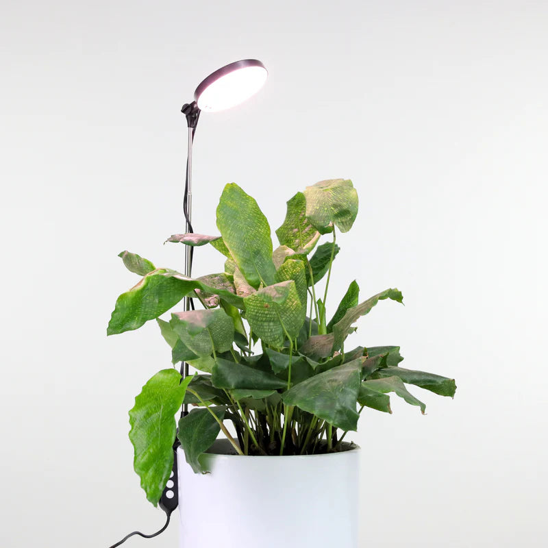 Compact adjustable LED plant light for a humidity cabinet plant humidifier setup