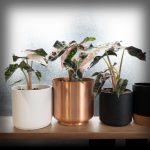 Alocasia 'Polly Pink Snowflake' variegated *Grower's Choice* - Image 5