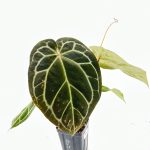 9043 Anthurium Tortoise Shell Grey ‘36’ x Black Widow ‘13’