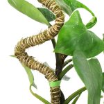 Mossify® Bendable Moss Pole™ THIN - 3 Pack - Image 4