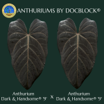 Anthurium Dark & Handsome '9' x Dark & Handsome '9' by DocBlock© *Grower's Choice*