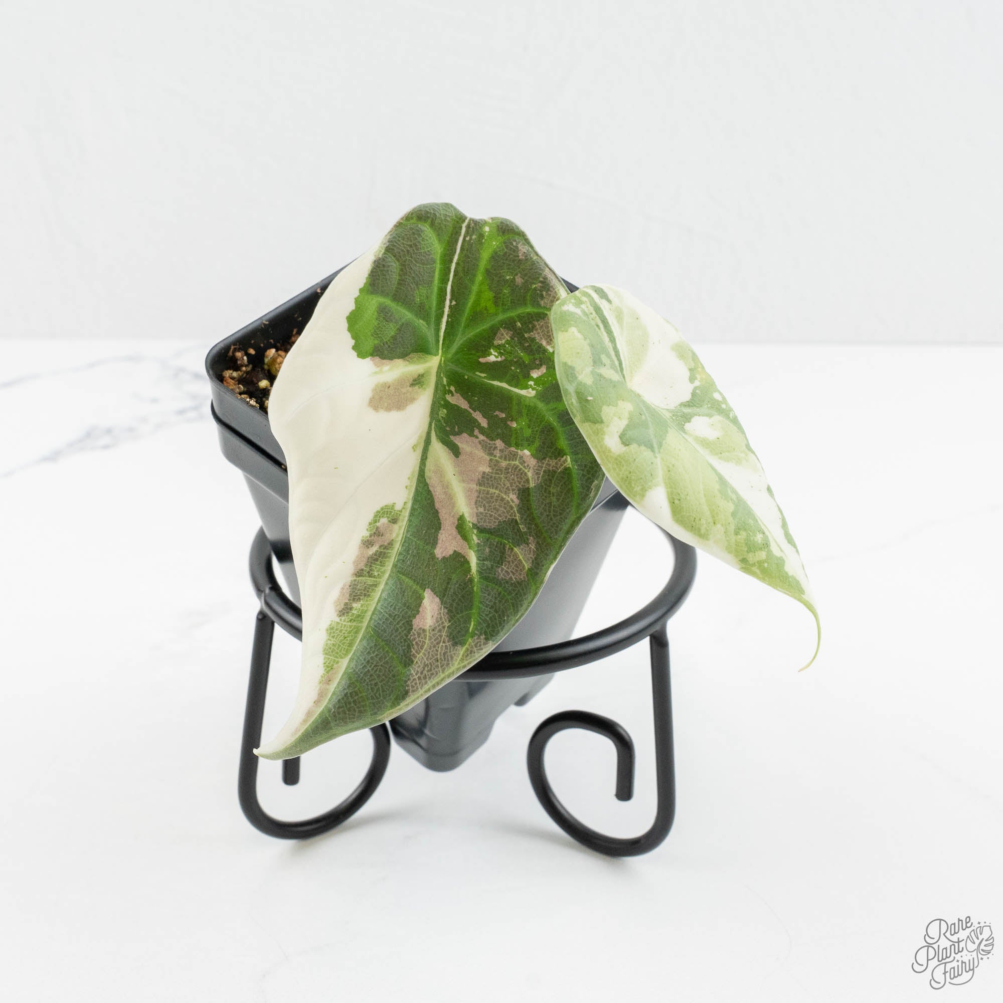 AlboMaharanialbovariegatedGrower_sChoice-10-3.jpg Alocasia 'Maharani' Albo variegated *Grower's Choice* - Image 1