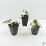 Alocasia 'Maharani' Albo variegated *Grower's Choice* - Image 3